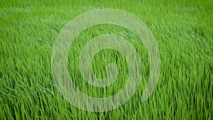 Green view of rice plant swinging in the wind