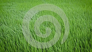 Green view of rice plant swinging in the wind,