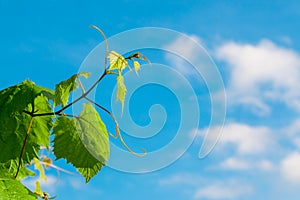Green vine branches, white clouds and blue sky