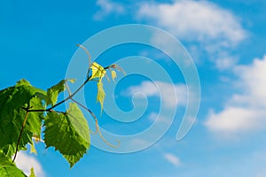 Green vine branches, white clouds and blue sky