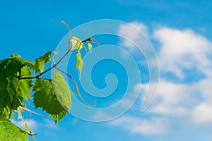 Green vine branches, white clouds and blue sky