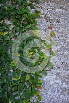 Green Vine Climbs up Shell Wall