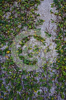 Green Vine Climbs up Shell Wall