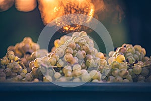 Green vine grapes. Grapes for making wine in the harvesting crate