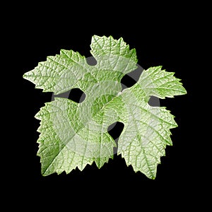 Green vine leaf