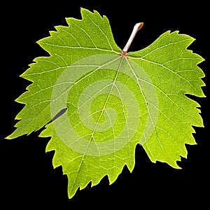 Green Vine leaf