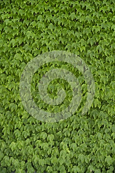 Green Vine Leaf Background