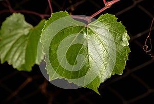 Green vine leaf