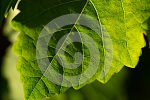 Green vine leaf in detail