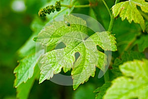 Green vine leaf
