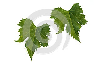 Green vine leaves isolated on white background