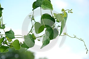 The green vine with leaves of kith on the tree. photo