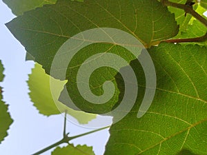 green vine leaves with natural and the coolness of the leaves