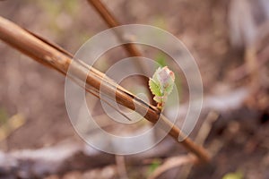 Green vine leaves sprout in spring vine. Spring photos