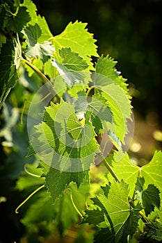 Green vine leaves in a vineyard in Tuscany