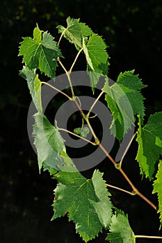 Green vine leaves in a vineyard in Tuscany