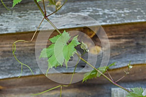 Green vine leaves on wooden wall background