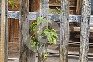 Green vine on an Old Fence