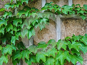 Green vine on old wall