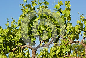 Green vine plant against blue sky in summer