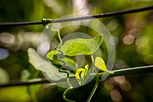 Green vine plant looping around piece of wire