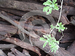 Green Vine plant stem with brown black tree barks in background