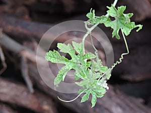 Green Vine plant stem with brown black tree barks blurred in background - save environment background