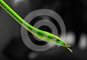Green Vine snake