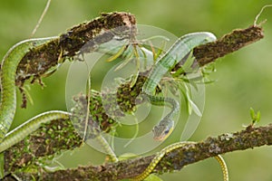 Green Vine Snake