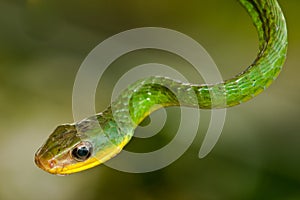 Green Vine Snake