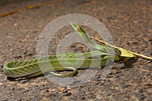 Green vine snake, Ahaetulla nasuta , Aarey Milk Colony , INDIA