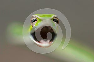 Green vine snake, Ahaetulla nasuta , Aarey Milk Colony , INDIA