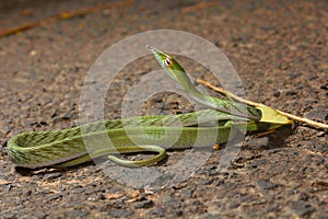 Green vine snake, Ahaetulla nasuta , Aarey Milk Colony , INDIA photo