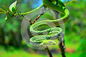 Green Vine Snake, Ahaetulla nasuta, Dudhsagar, Goa photo