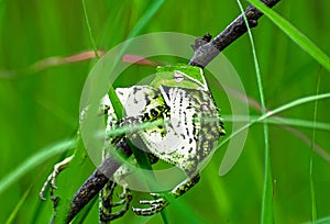 Green vine snake Ahaetulla nasuta is enjoying its meal i.e. a lizard