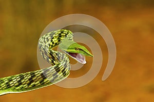 Green vine snake, Ahaetulla nasuta, Mild Venomous