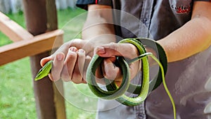 Green Vine Snake photo