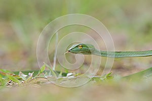 Green Vine Snake in Bonacaud forest