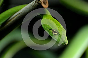 Green Vine Snake