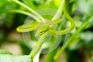 Green vine snake camouflaging on bush