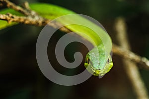 Green vine Snake / Flatbread snake (Oxybelis fulgidus) seen in Monteverde, Costa Rica.