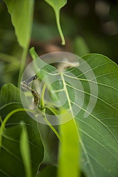 Green vine snake on green leaves tree branch,head green snake on green leaf.