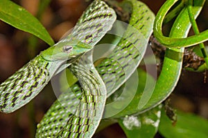 Green Vine Snake, Long-nosed Whip Snake, Sinharaja National Park Rain Forest, Sri Lanka