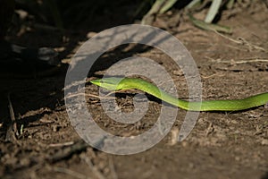 Green vine snake, Oxybelis fulgidus