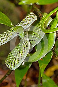 Green Vine Snake,Sinharaja National Park Rain Forest, Sri Lanka