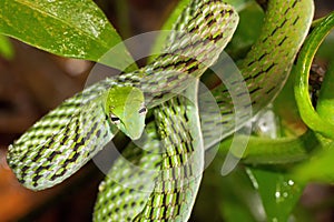 Green Vine Snake, Sinharaja National Park Rain Forest, Sri Lanka