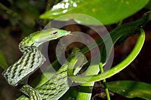 Green Vine Snake, Sinharaja National Park Rain Forest, Sri Lanka