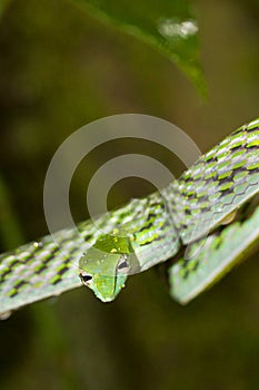 Green Vine Snake, Sinharaja National Park Rain Forest, Sri Lanka