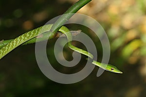 Green vine snake in a tree