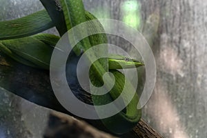 Green vine snake on a tree